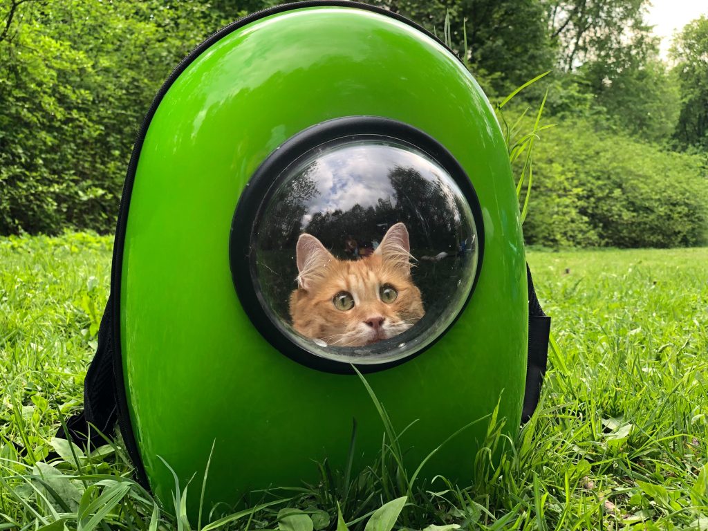 Pet in a comfortable carrier.