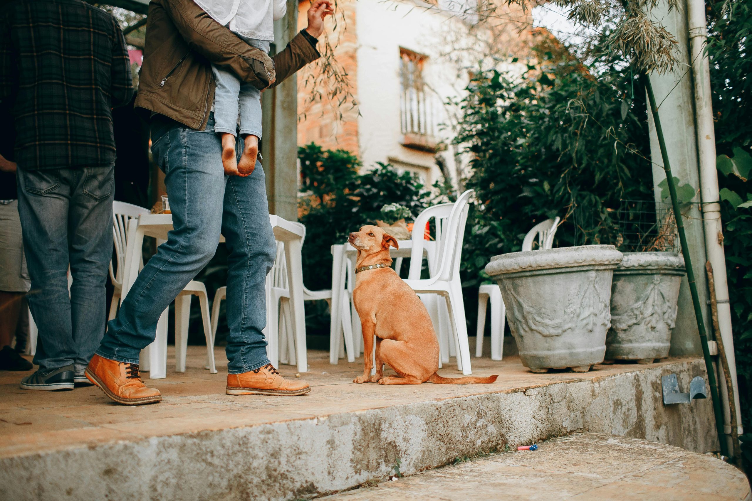 Pet Moving - Essential Tips for Relocating with Pets
